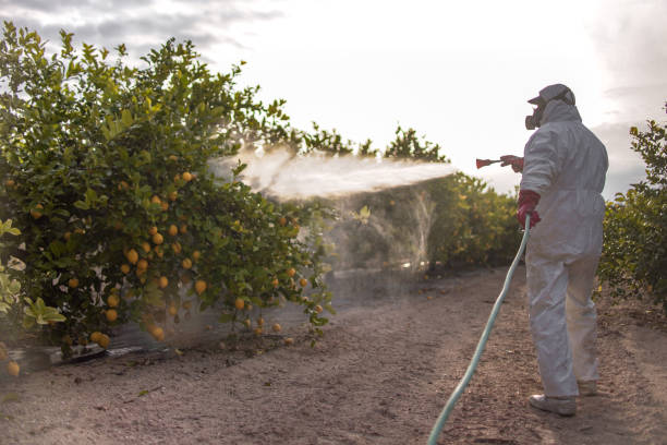 Best Affordable Pest Control Services  in San Rafael, CA