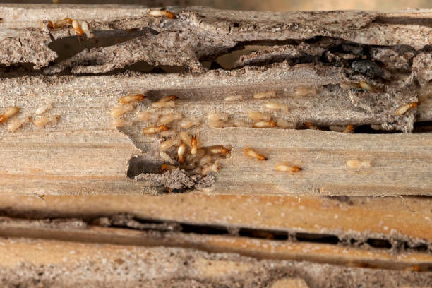 Best Pest Removal Services  in San Rafael, CA