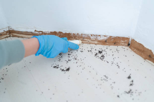 Best Local Pest Control Services  in San Rafael, CA